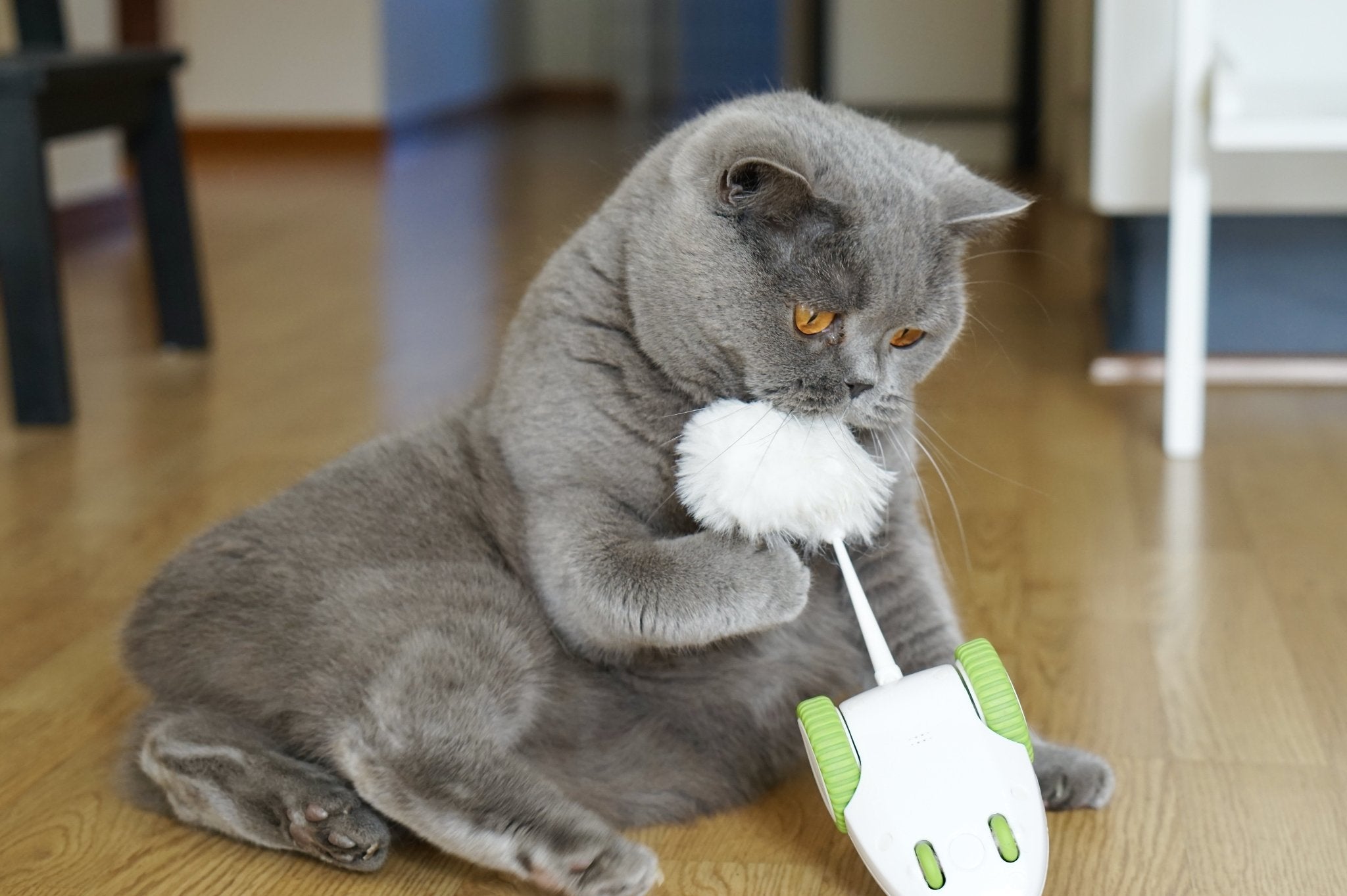 How Much Play Time Do Cats Really Need?