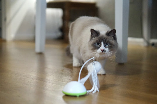 How To Properly Introduce Interactive Cat Toys | Kittio