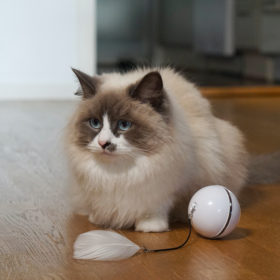 Fluffy cat outlet ball