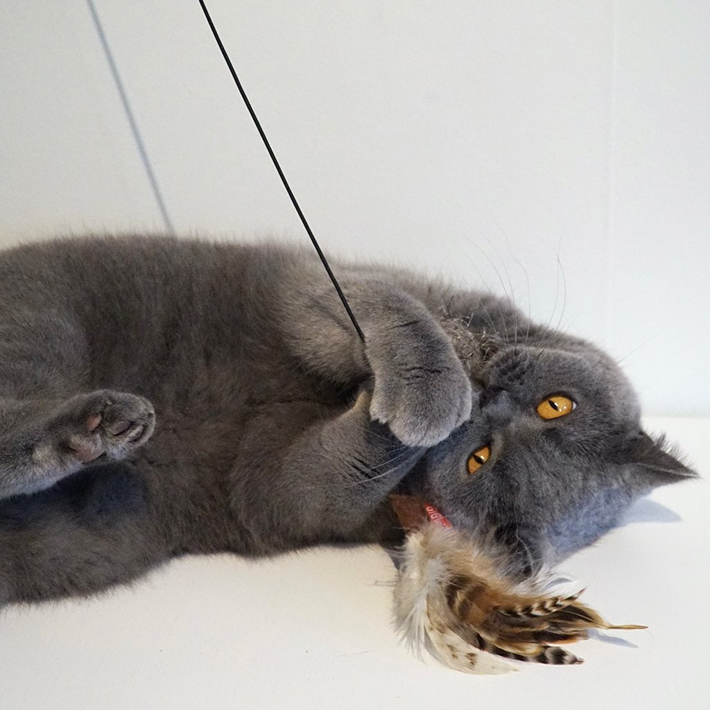 Premium Ball & Feather Rod | Cat Wand Toy | Kittio